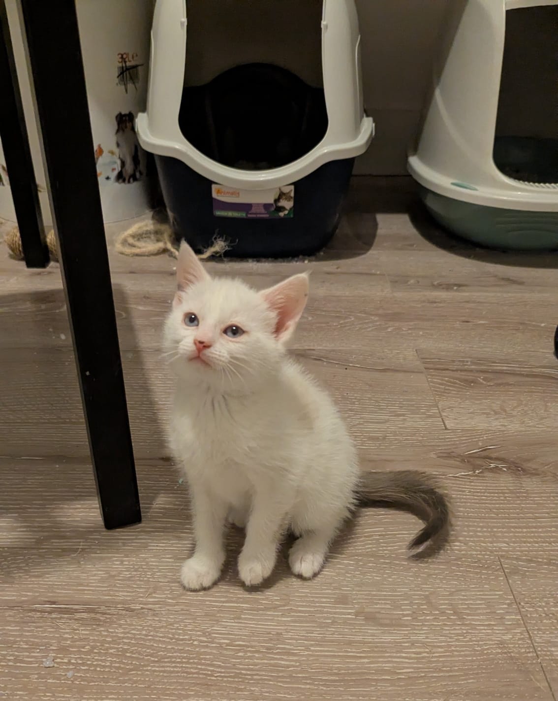 TUBA 16/05/26 adoptée